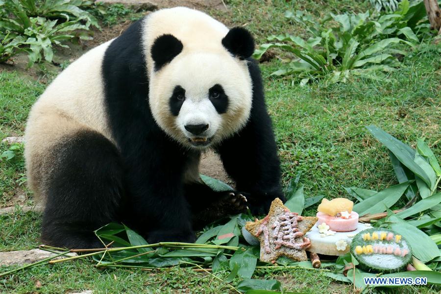 CHINA-MACAO-GIANT PANDAS-BIRTHDAY (CN)