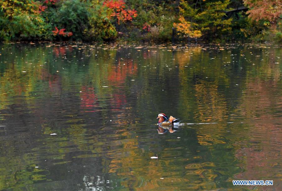 U.S.-NEW YORK-MANDARIN DUCK