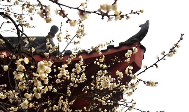 Blooming wintersweet flowers seen in Wuhan