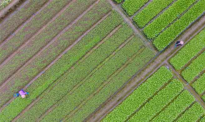 Farmers begin agricultural work during early spring across China