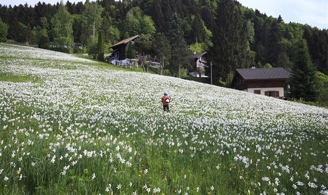 Wild narcissi blooms on mountain in Montreux, Switzerland