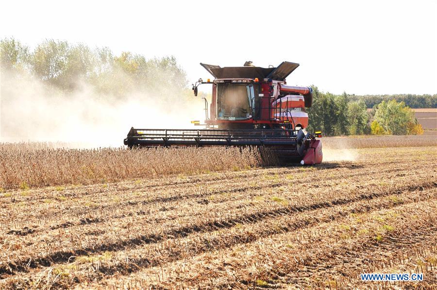 Soy bean enters harvest season in NE China's Heilongjiang