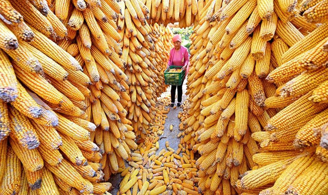 Farmers busy with farmwork in E China's Shandong