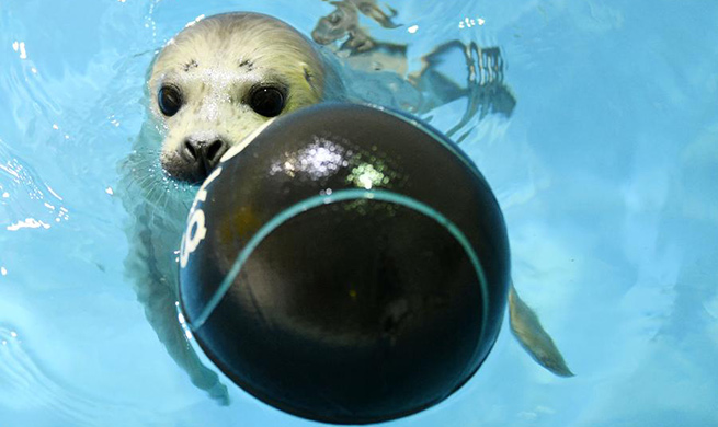 In pics: new-born seal cub at Harbin Polarland