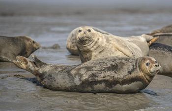 Spotted seals rest on coastal mudflat of Sandaogou, NE China