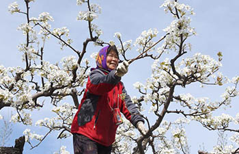 Farmers pollinate pear flowers in Xinglongdian Village, China's Hebei