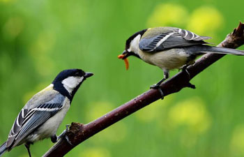 When birds foraging