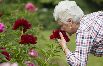 2018 Peony Festival held in Canada