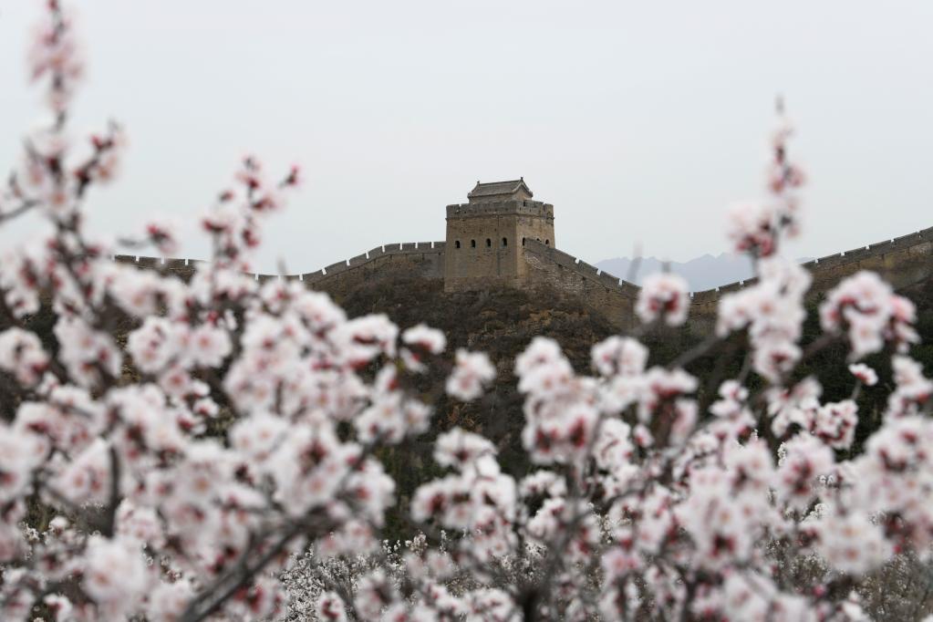 春到长城 山花烂漫