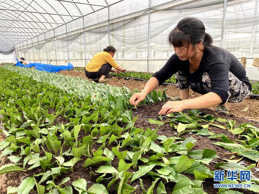 （防汛抗洪·图文互动）（4）修路通水忙重建 补种抢收复生产——湘西山洪后恢复生产生活见闻