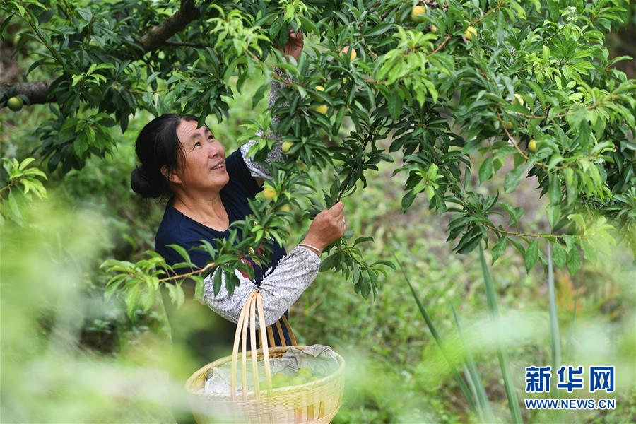 （新华全媒头条·走向我们的小康生活·图文互动）（7）大城大乡的“幸福协奏曲”——重庆推动高质量发展创造高品质生活纪事