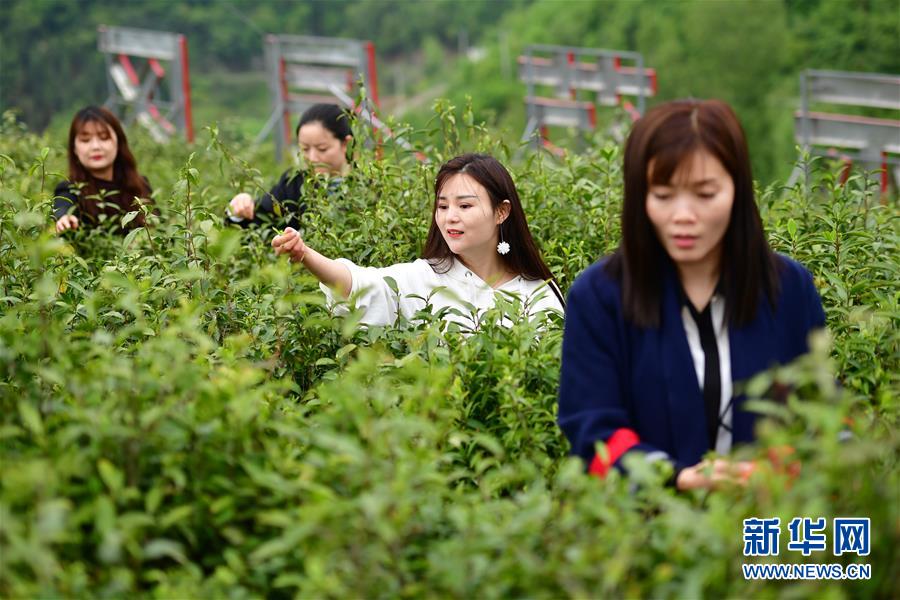 （走向我们的小康生活·图文互动）（4）绿了青山，红了日子——秦巴山区群众绘出小康“调色板”