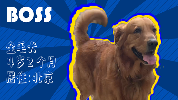 有效拴绳&科学遛狗——如何文明养犬？“捡屎官”们快看过来！